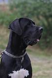 DOGUE ALLEMAND 933